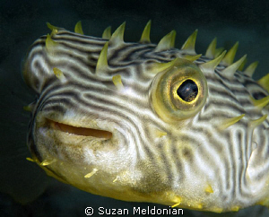 Striped Burrfish by Suzan Meldonian 